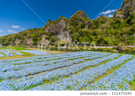 大分縣:青野門和粉蝶花田 大分縣:青野門和粉蝶花田 131475045