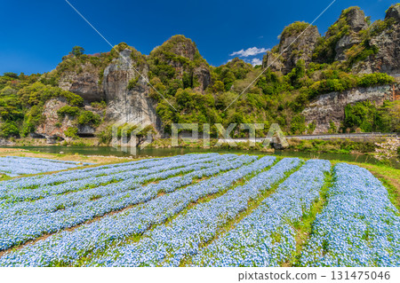 大分縣：青野門和粉蝶花田 131475046