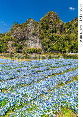大分縣:青野門和粉蝶花田 大分縣:青野門和粉蝶花田 131475048