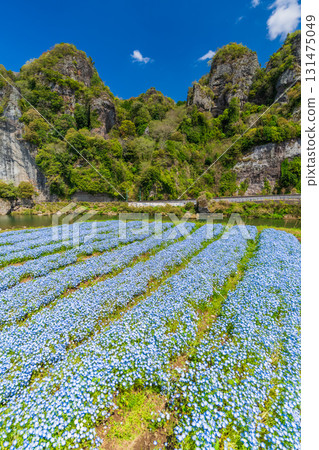 大分縣:青野門和粉蝶花田 大分縣:青野門和粉蝶花田 131475049