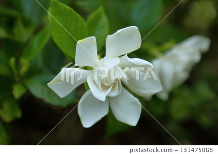 Refreshing gardenia flowers 131475088
