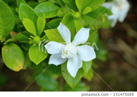 清爽的梔子花 131475089