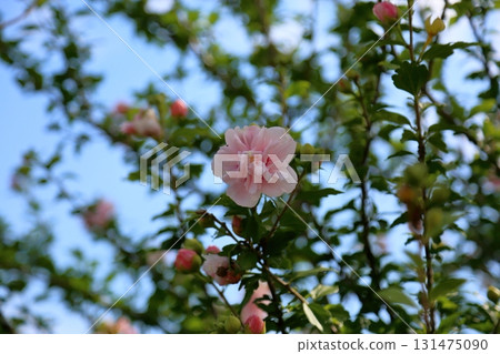 可愛的重瓣木槿 131475090