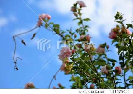 可愛的重瓣木槿 131475091