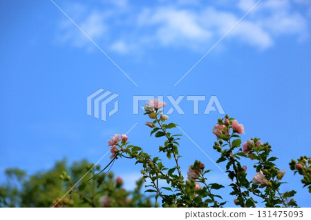 Cute Rose of Sharon flower 131475093