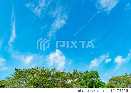 Blue sky, clouds and grove Blue sky, clouds and grove 131475256