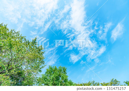 Blue sky, clouds and grove 131475257