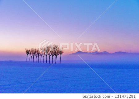 黎明時分的雪原香芹,越後三山的冬日風景 黎明時分的雪原香芹,越後三山的冬日風景 131475291
