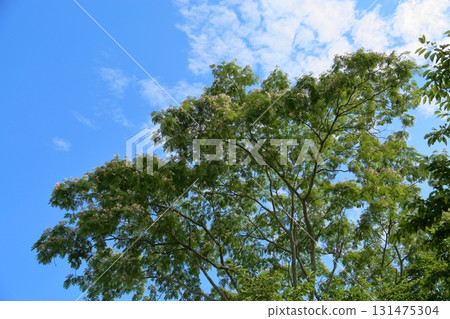 Nemnoki flower 131475304