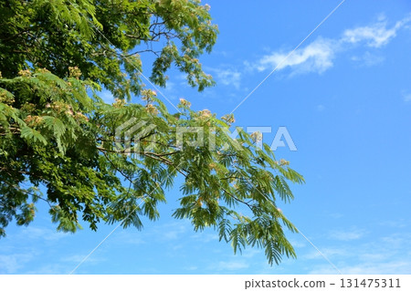 Cute silk tree flowers 131475311