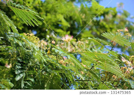 可愛的合歡樹花 131475365