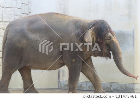 婆羅洲大象Fuku-chan 131475461