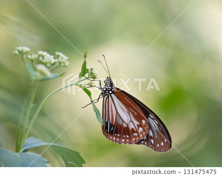 Fuji Bakama and Asagi Madara 131475475