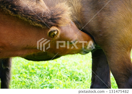 Baby pony drinking milk Baby pony drinking milk 131475482