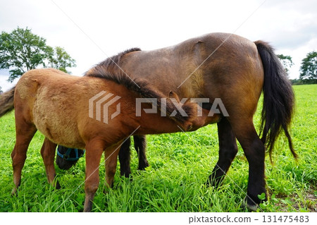 Baby pony drinking milk Baby pony drinking milk 131475483