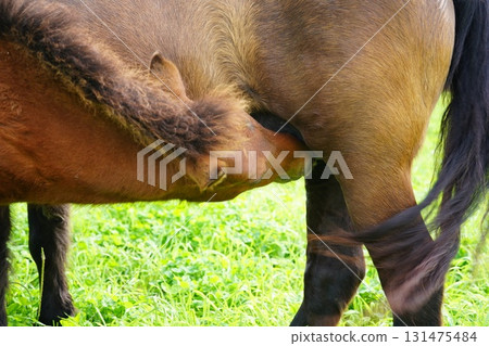 Baby pony drinking milk 131475484