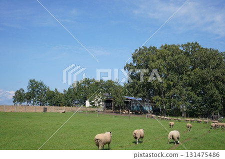 Sheep's March Sheep's March 131475486