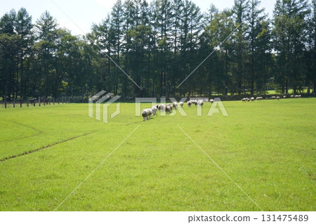 羊的三月 131475489