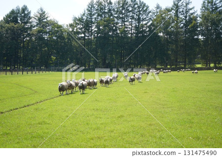 Sheep's March Sheep's March 131475490