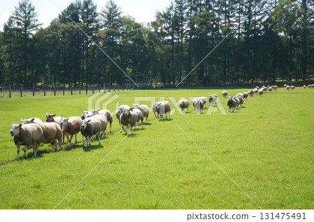 羊的三月 131475491