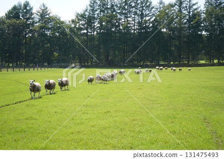 Sheep's March Sheep's March 131475493