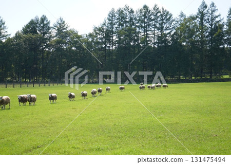 羊的三月 131475494