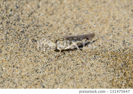 The Japanese spotted grasshopper lives on the sandy beach Tottori Sand Dunes, Tottori Prefecture The Japanese spotted grasshopper lives on the sandy beach Tottori Sand Dunes, Tottori Prefecture 131475647