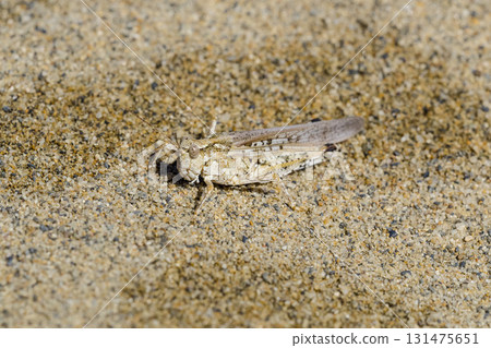 The Japanese spotted grasshopper lives on the sandy beach Tottori Sand Dunes, Tottori Prefecture 131475651