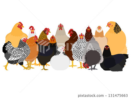 一群不同類型的雞 一群不同類型的雞 131475663