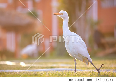 White cattle egret wild bird, also known as Bubulcus ibis walking on green lawn in summer 131475753