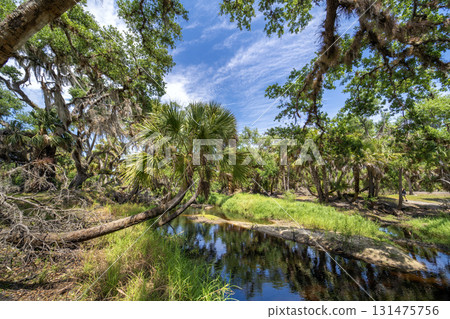 Wetlands wild tropical nature with dense green rainforest. Florida jungles Wetlands wild tropical nature with dense green rainforest. Florida jungles 131475756