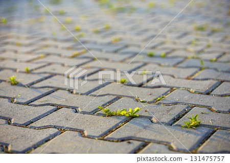 Weed plants growing between concrete pavement bricks. 131475757