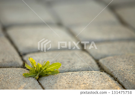 Weed plants growing between concrete pavement bricks. Weed plants growing between concrete pavement bricks. 131475758