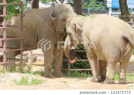 友善的斯里蘭卡大象 友善的斯里蘭卡大象 131475772