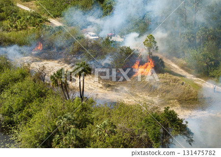 Vegetation fire burns through dry forest in Florida during drought season, with smoke rising above treetops and flames consuming dense underbrush Vegetation fire burns through dry forest in Florida during drought season, with smoke rising above treetops and flames consuming dense underbrush 131475782