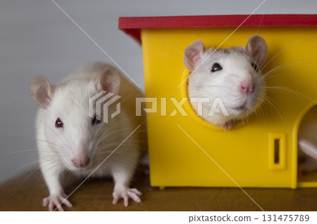 Two funny domestic pet rats and a toy house. Two funny domestic pet rats and a toy house. 131475789