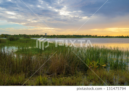 Tropical lake vegetation in southern swamp at sunset. Evening landscape of Florida wetland flora 131475794