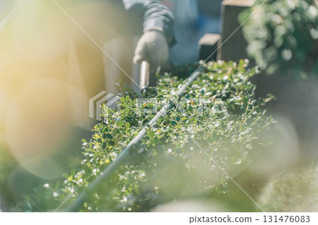 修剪 園丁 男人 131476083