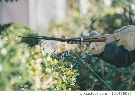 pruning, master gardener, male 131476085