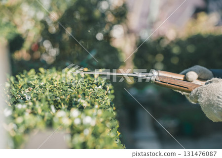 pruning, male, males 131476087