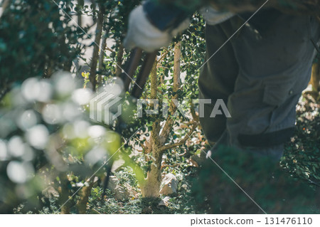修剪 園丁 男人 131476110