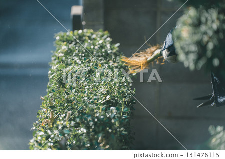 pruning, gardener, landscaper 131476115