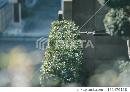 修剪 花園 院子 131476118