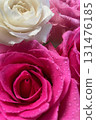 Pink and white roses with beautiful drops 131476185