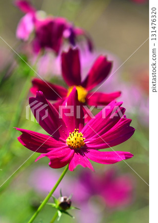 秋季圖片:波斯菊 秋季圖片:波斯菊 131476320