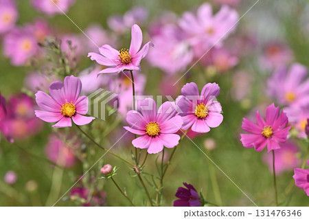 Autumn image: Cosmos Autumn image: Cosmos 131476346