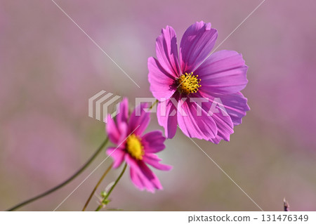 秋季圖片：波斯菊 131476349