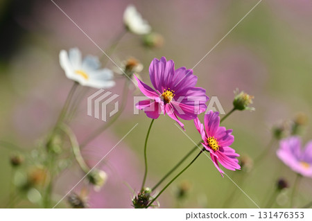 Autumn image: Cosmos Autumn image: Cosmos 131476353