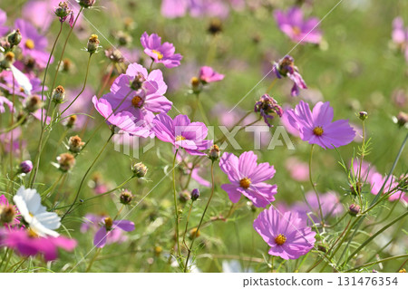 Autumn image: Cosmos 131476354