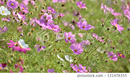 秋季圖片:波斯菊 秋季圖片:波斯菊 131476355